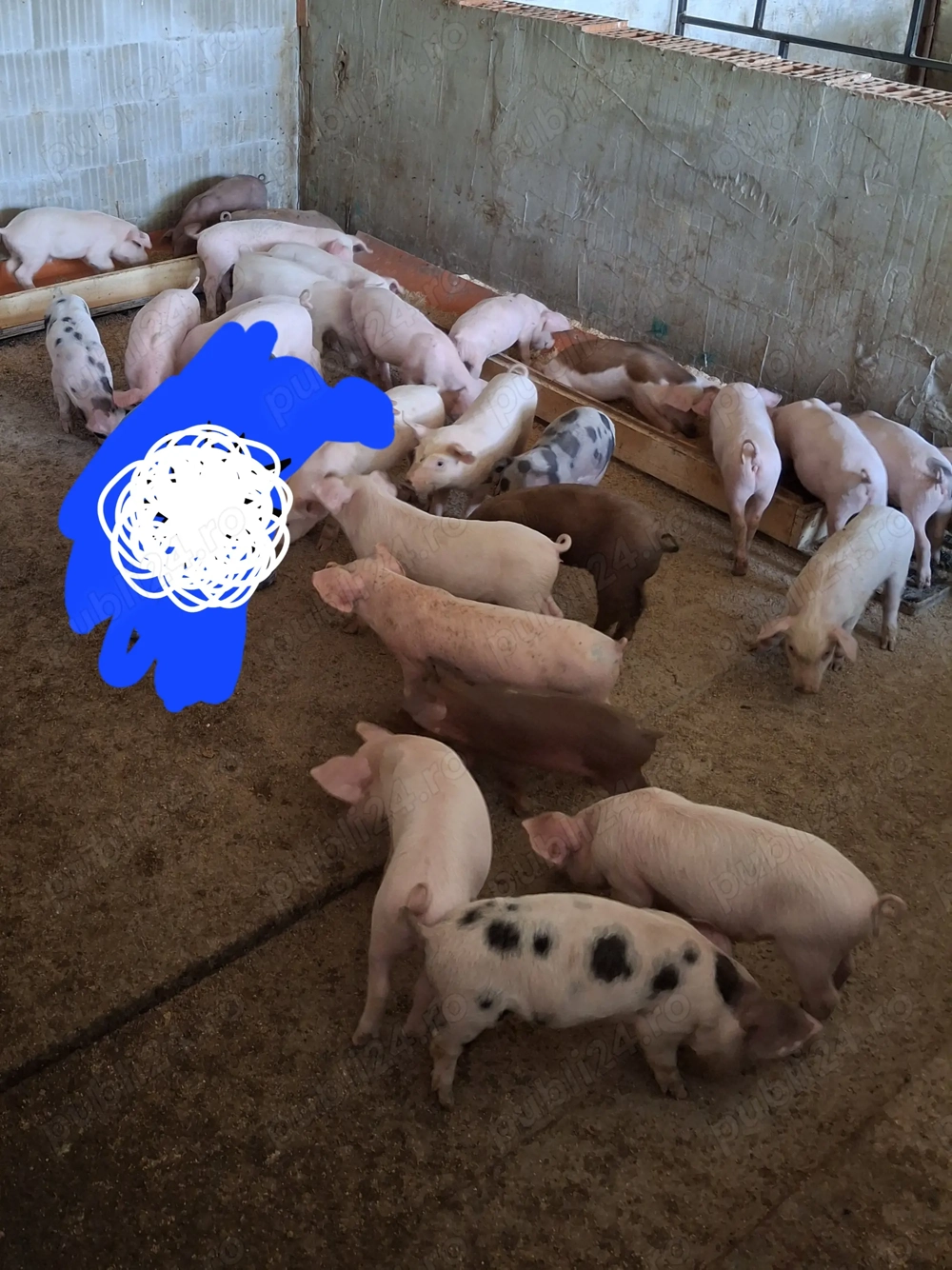 Vând purcei 650lei perechea. 