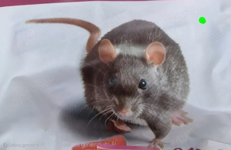 DERATIZARE la Case, Imobile, Unitati, Institutii.(In Jud.ARAD si imprejurimi).