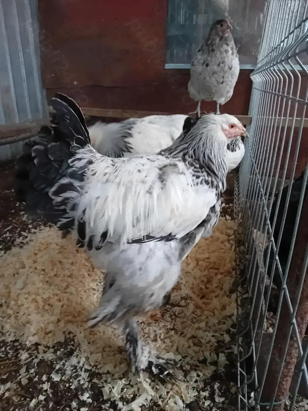 Cocosi brahma din mai 2025