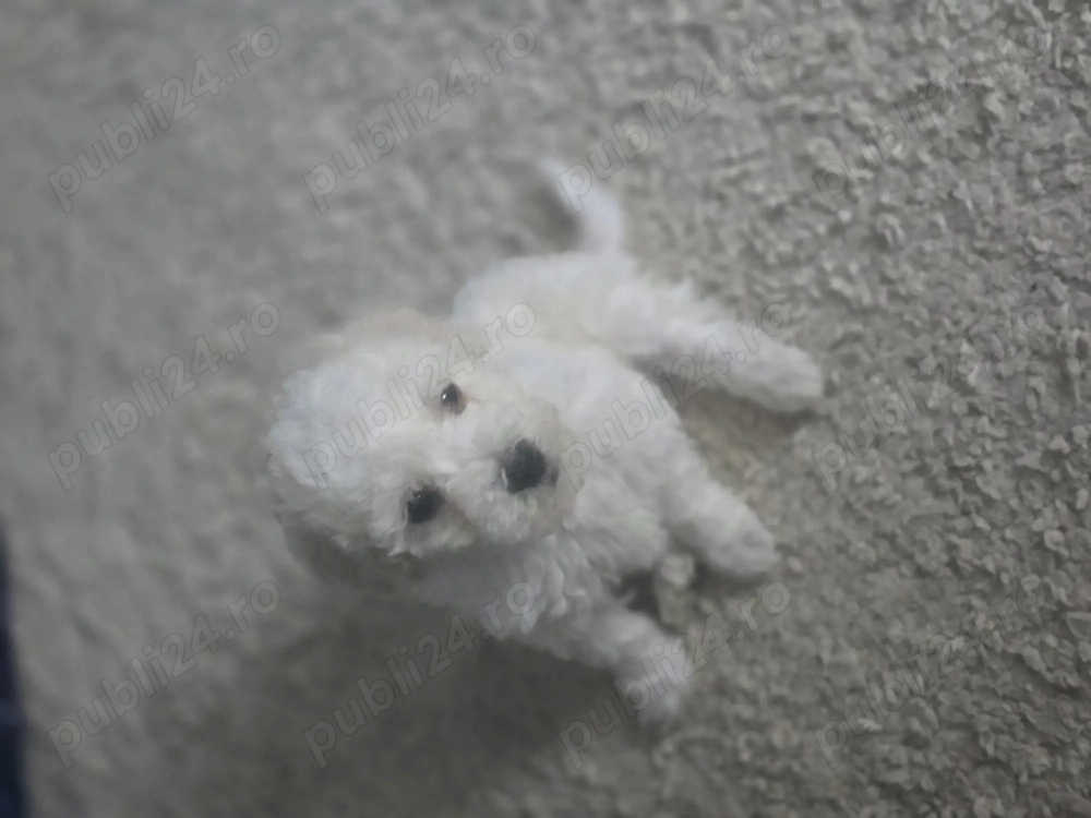 Se vinde un baiaetel pui de bichon miny foarte jucaus si f cuminte