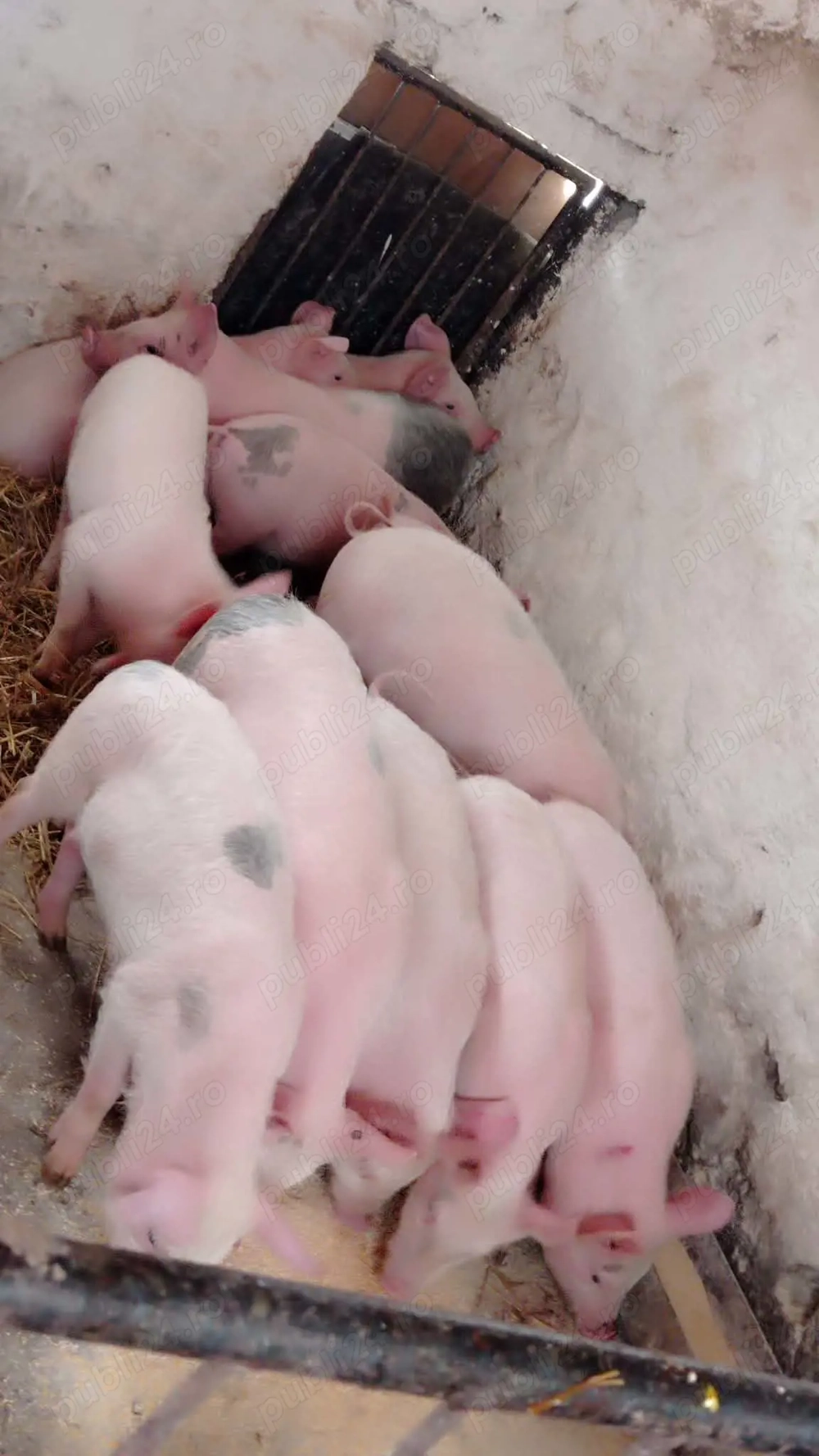 Șoldani rasa Marele Alb 