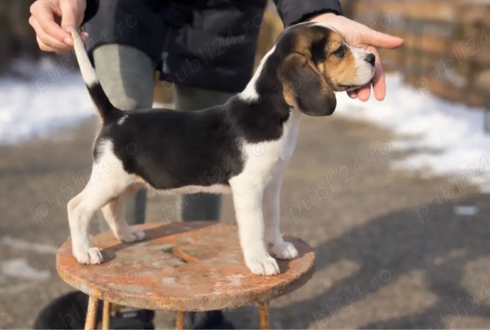 Beagle tricolor 