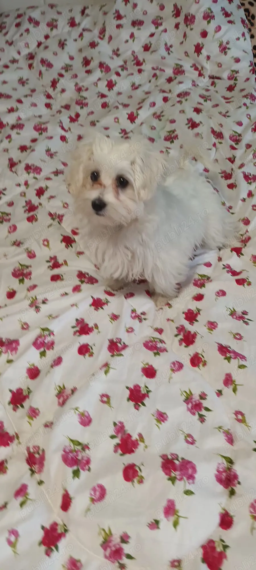 De vinzare bison maltez fetita 