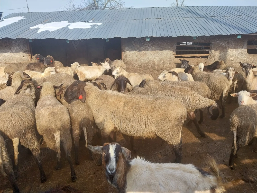 Vând berbec în vârstă de 2 ani jumate