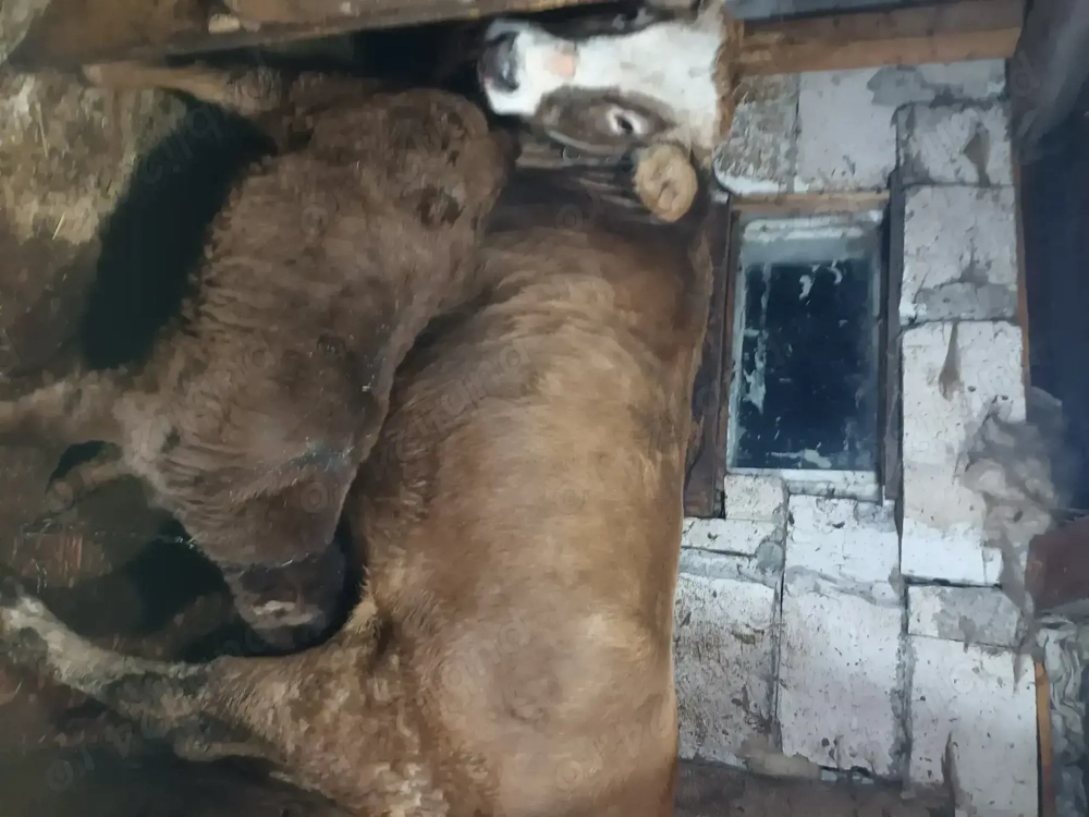 Vând vacă prima fătare 2 ani