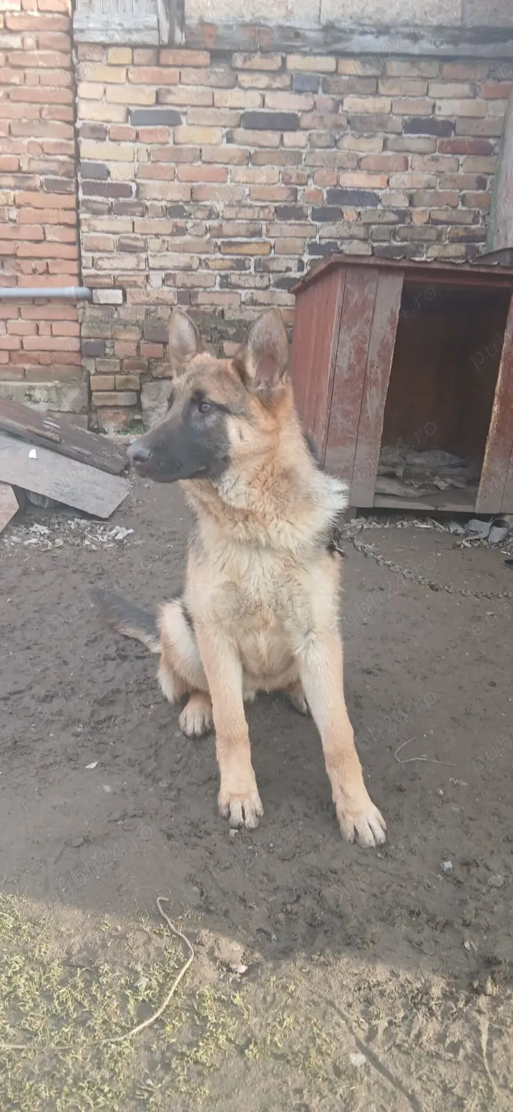 Vând câine ciobănesc german 