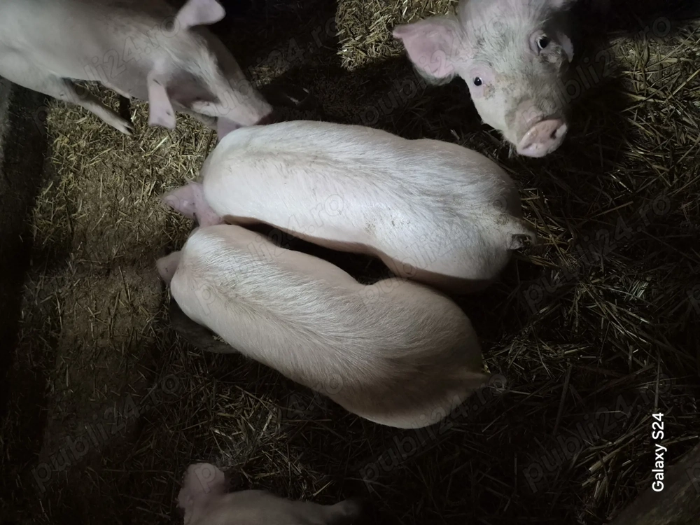 Purcei si scrofite de reproducție  frumosi rasa petrain cu landrace,petrain pur  si landrace 