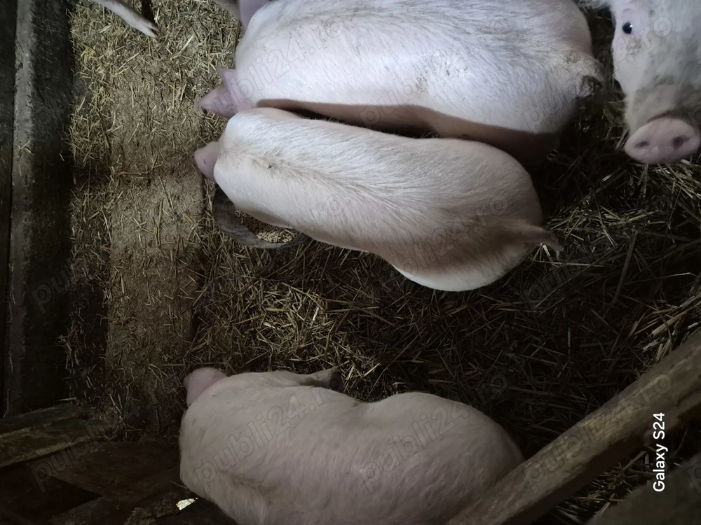 Disponibili purcei intre 35-55 kg landrace