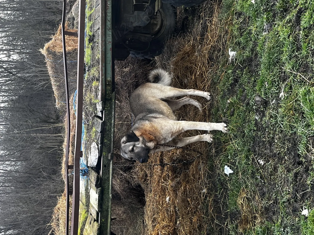 De vânzare Kangal vârstă 2 ani