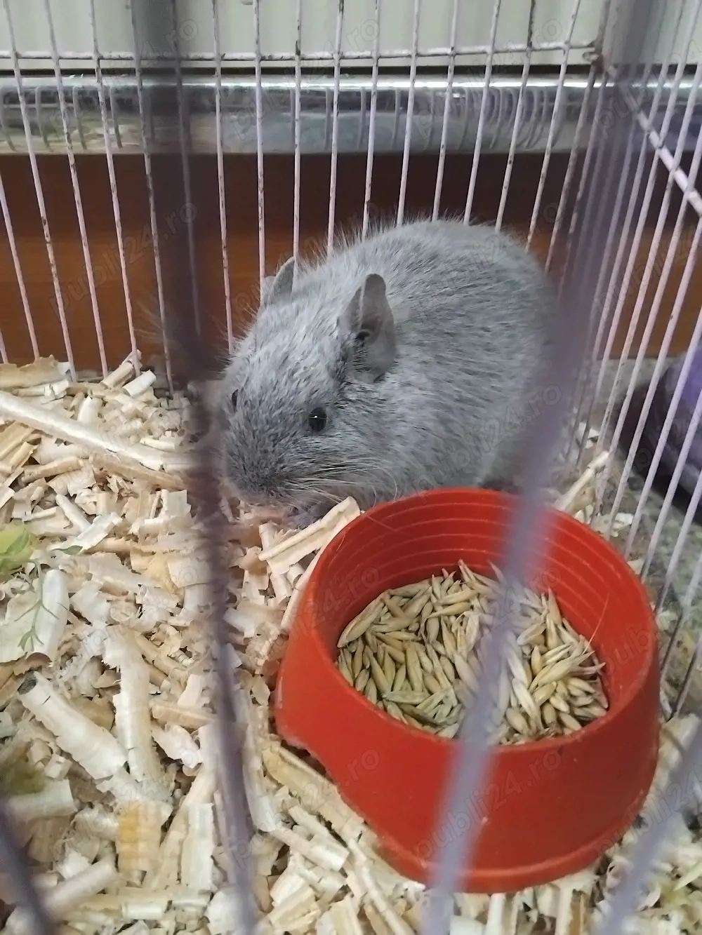 Veverita degu blue urgent