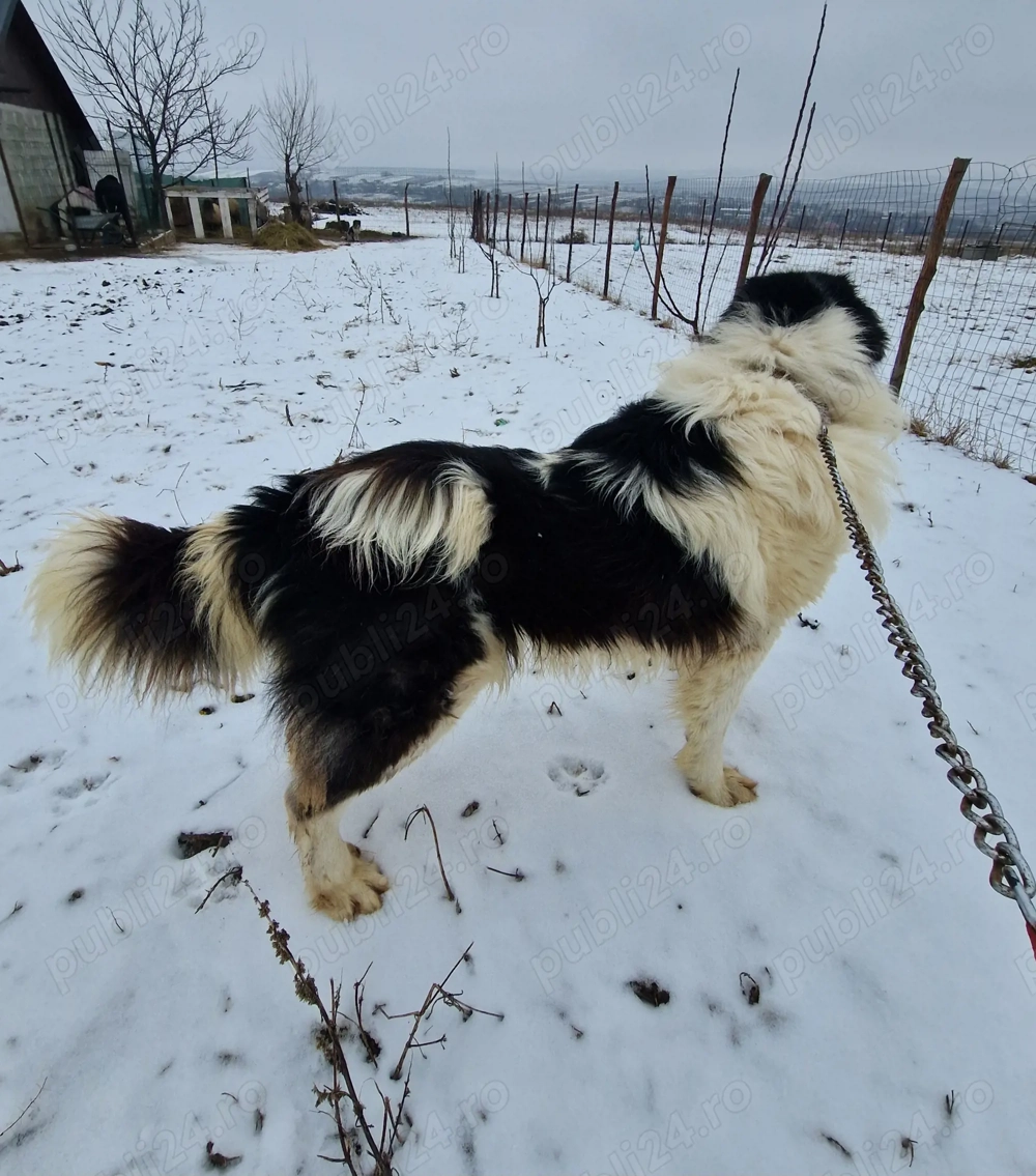 Vând câine Ciobănesc de Bucovina 