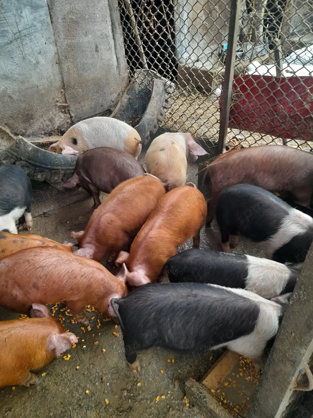 Vând purcei de 8 săptămâni și de 12 săptămâni 