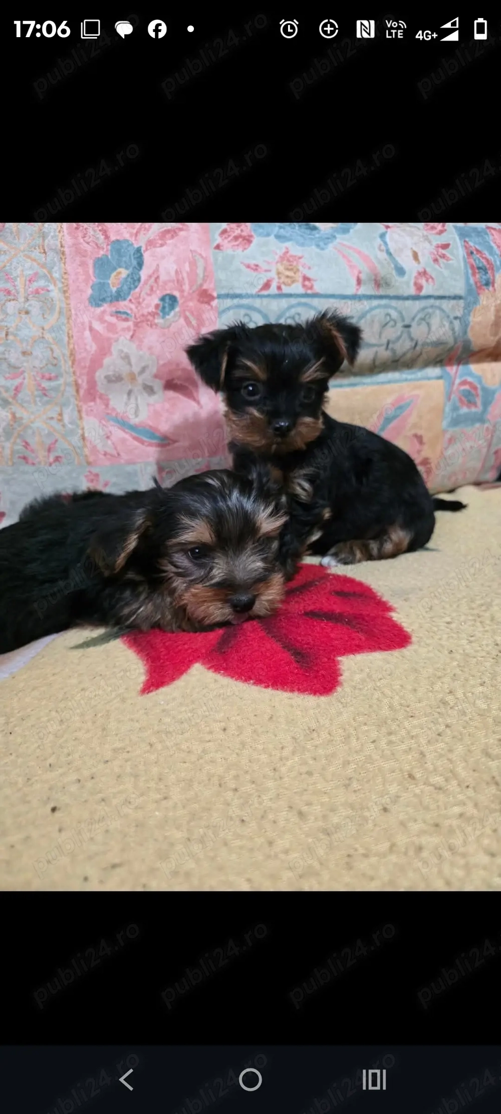 Pui Yorkshire terier