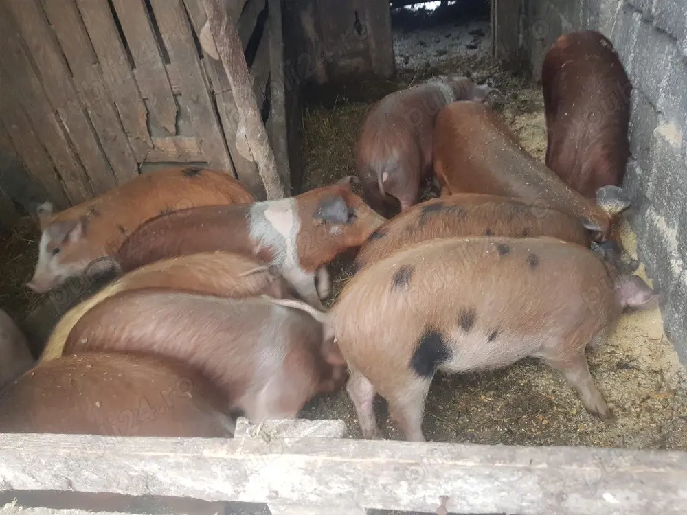 11bucati maninca foarte bine 550lei negociabil