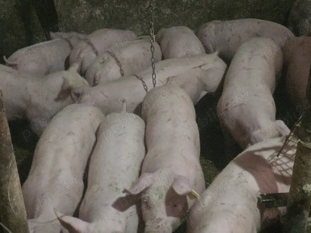 vând 30 soldani rasa de calitate de carne 40-45 kg mascul castrați femele disponibile 