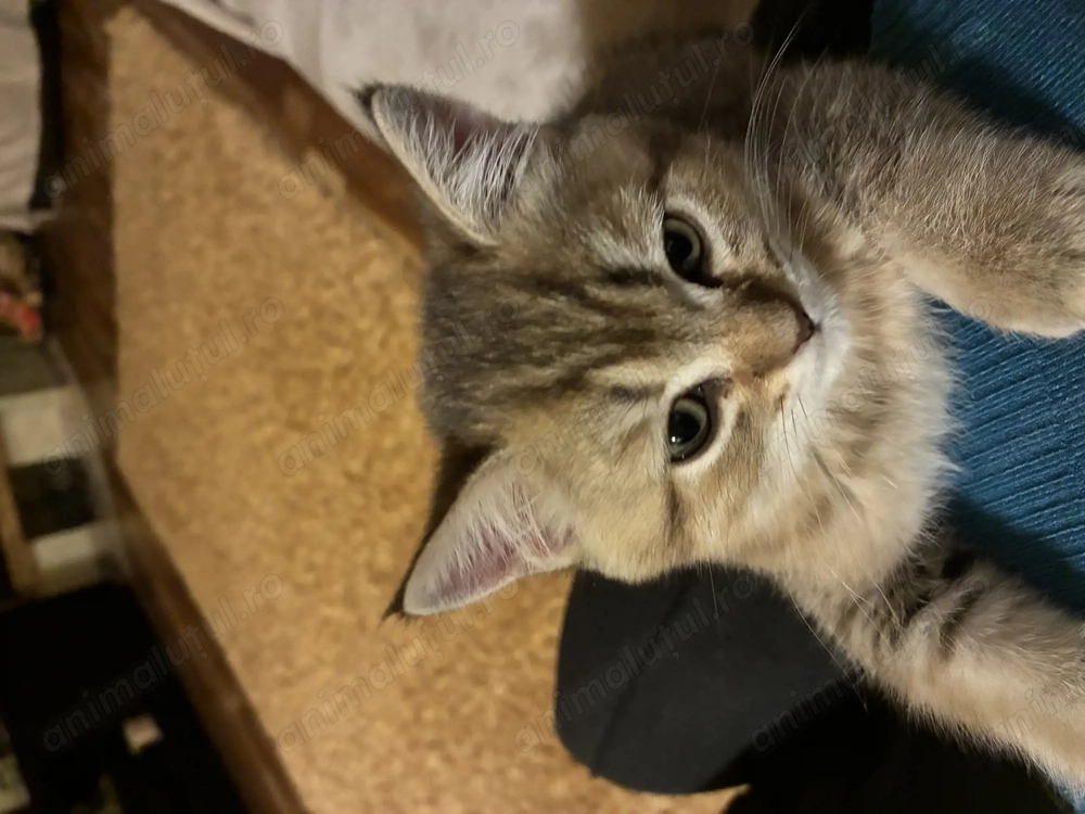 Pui pisică british chinchilla golden