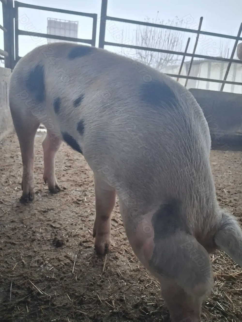 de vânzare 1 mascul 110 kg rasă petrean ofer transport la nevoie 