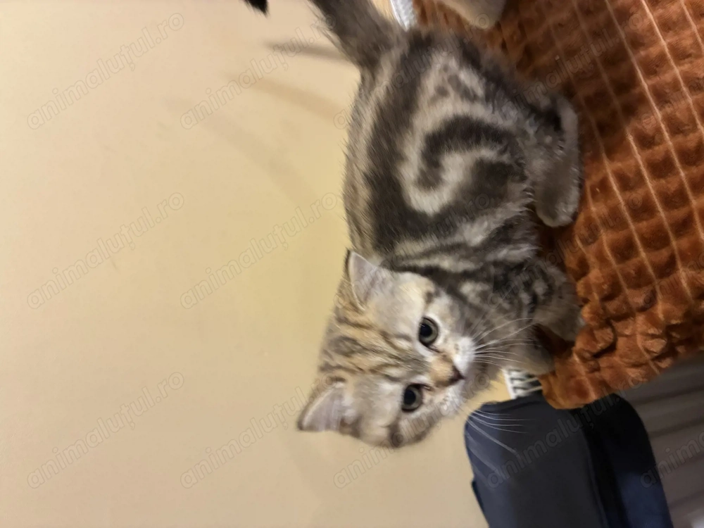 Pui de pisică, fetița,  british tabby