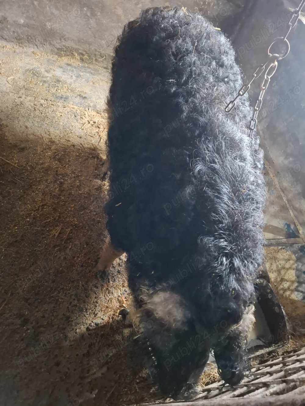 Vând porc Mangalița  90-110 kg