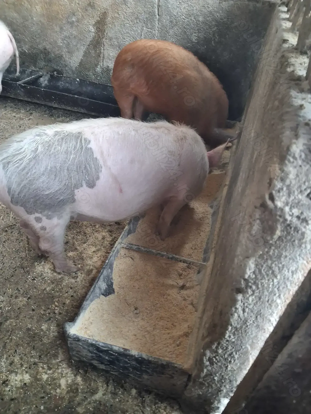 de vânzare 2 purcei de 10 săptămâni ofer transport la nevoie 