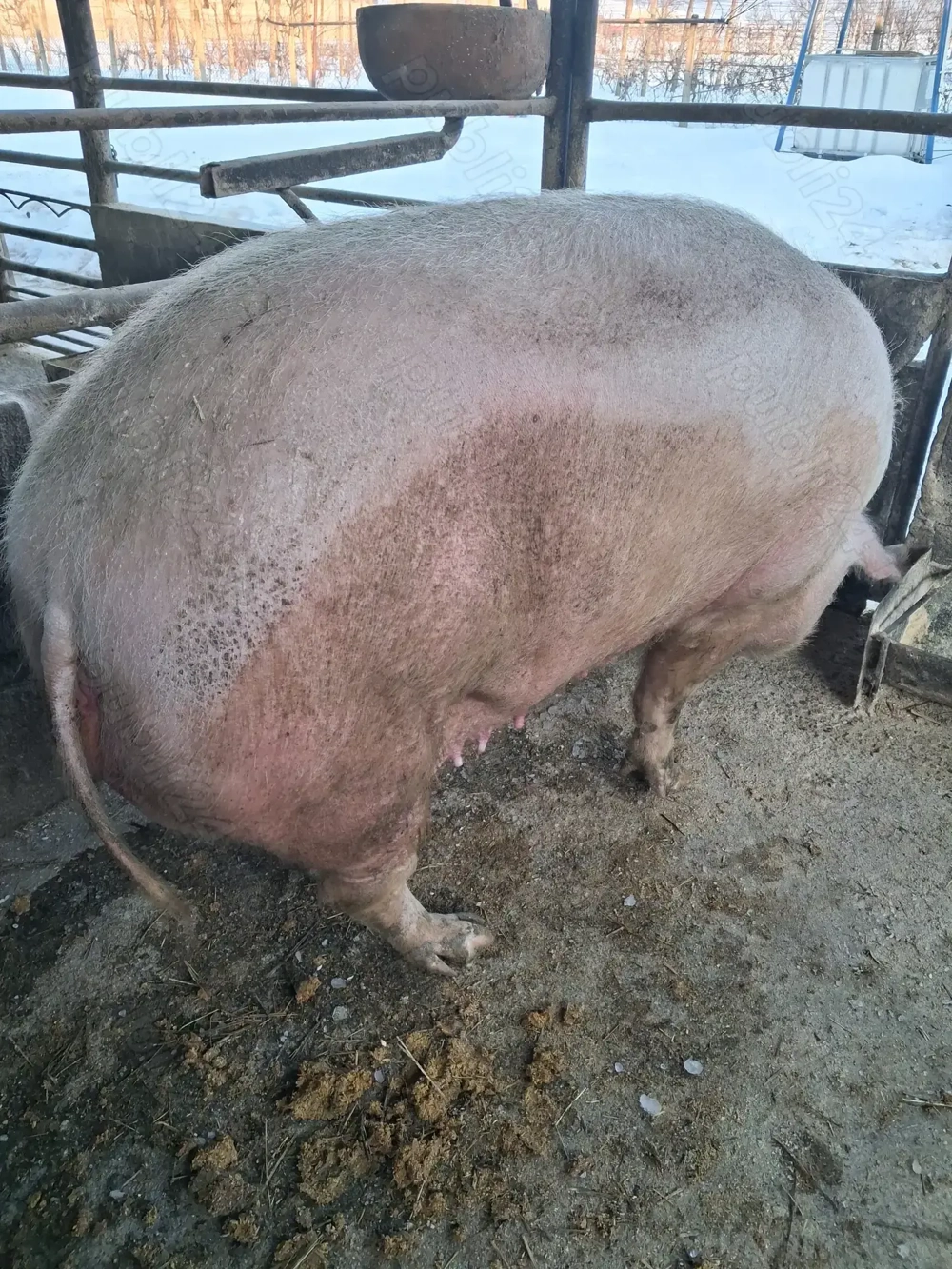 de vânzare scroafă 300 kg rasă marele alb ofer transport la nevoie 