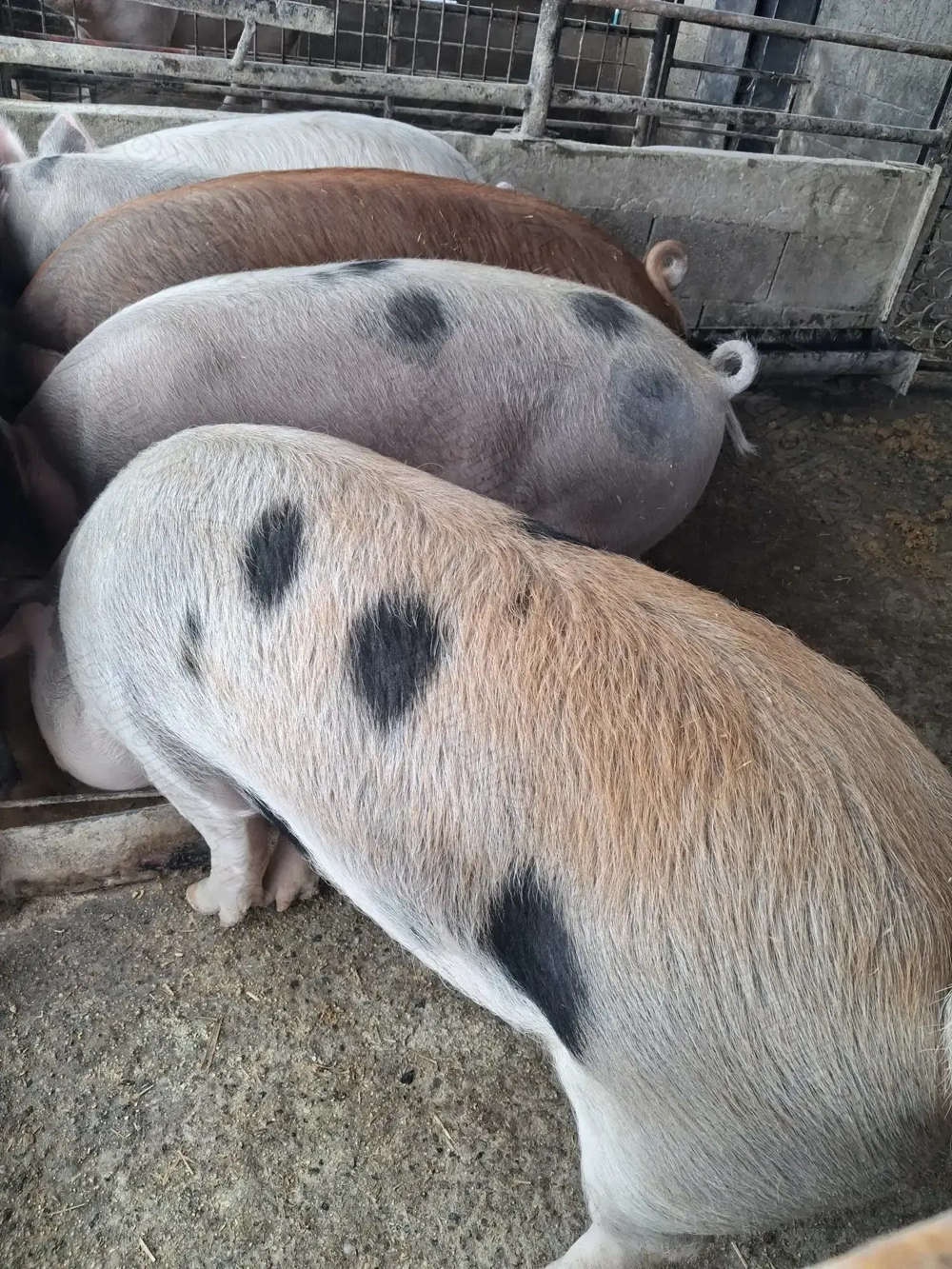 de vânzare 4 masculi 90..120 kg rasă marele alb și petrean ofer transport 