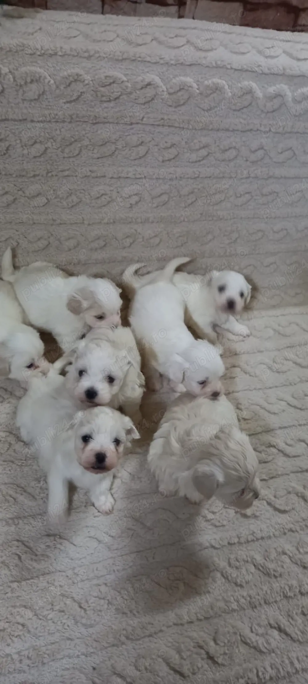 Vând pui de Bichon Maltez