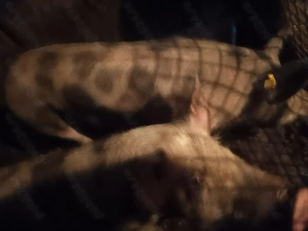 4 porci, circa 100 kg