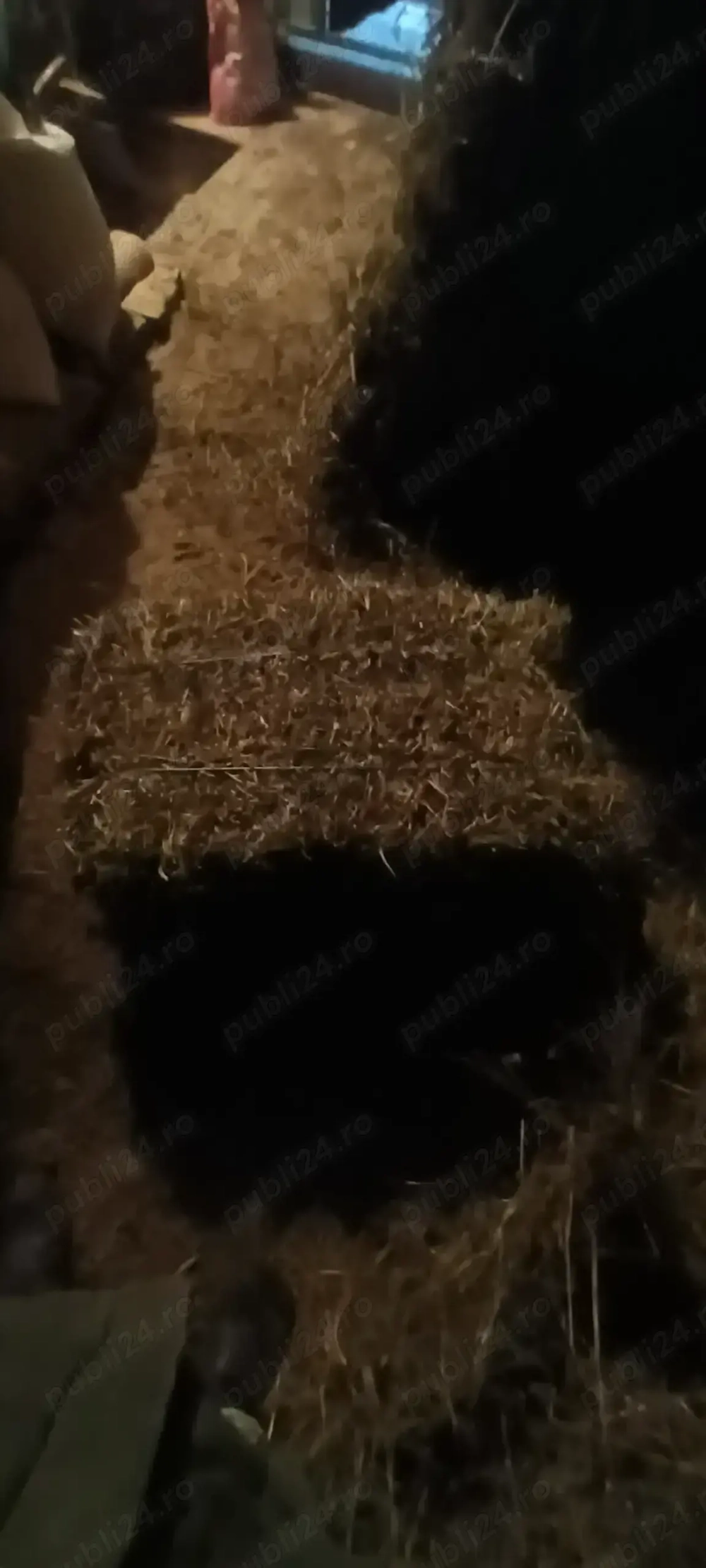 Vând baloți de lucernă și otava. 