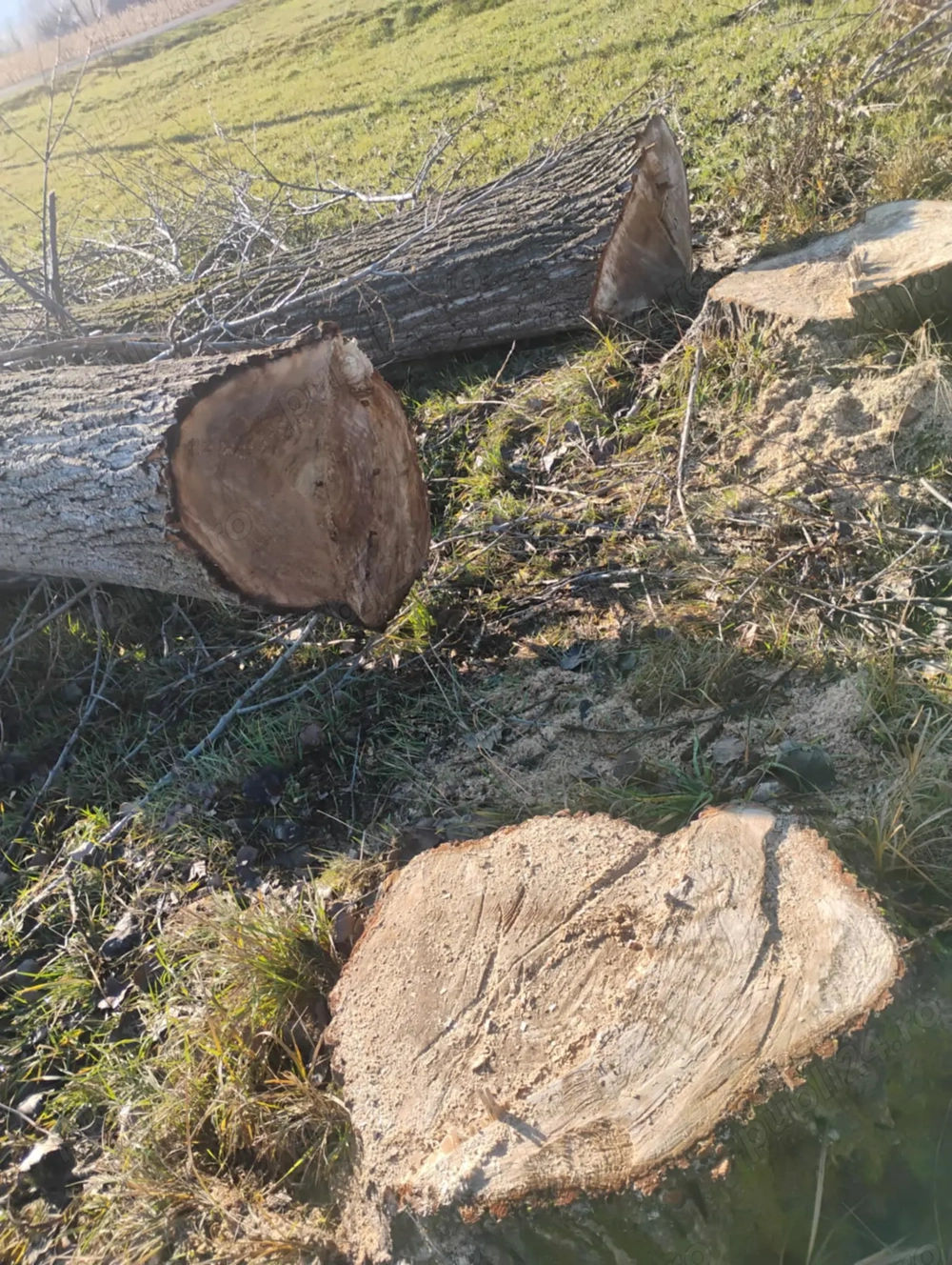 Vând lemne de foc - plop și răchită