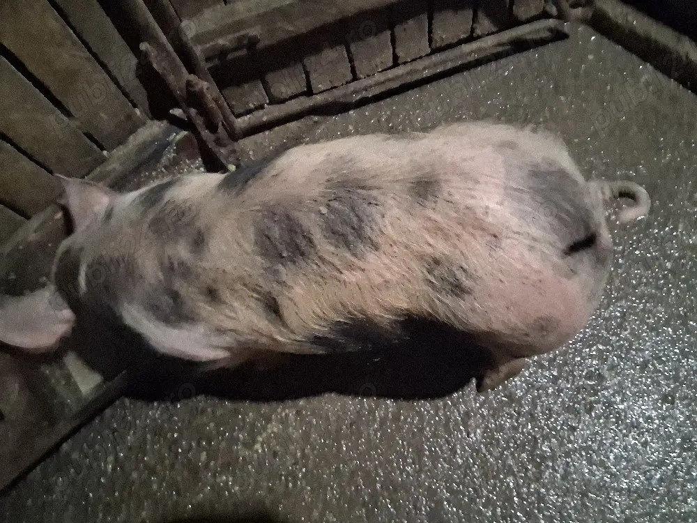 purcel de vânzare ,castrat ,vaccinat și deparazitat