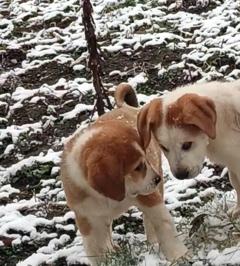 Ciobanesc asia centrala 