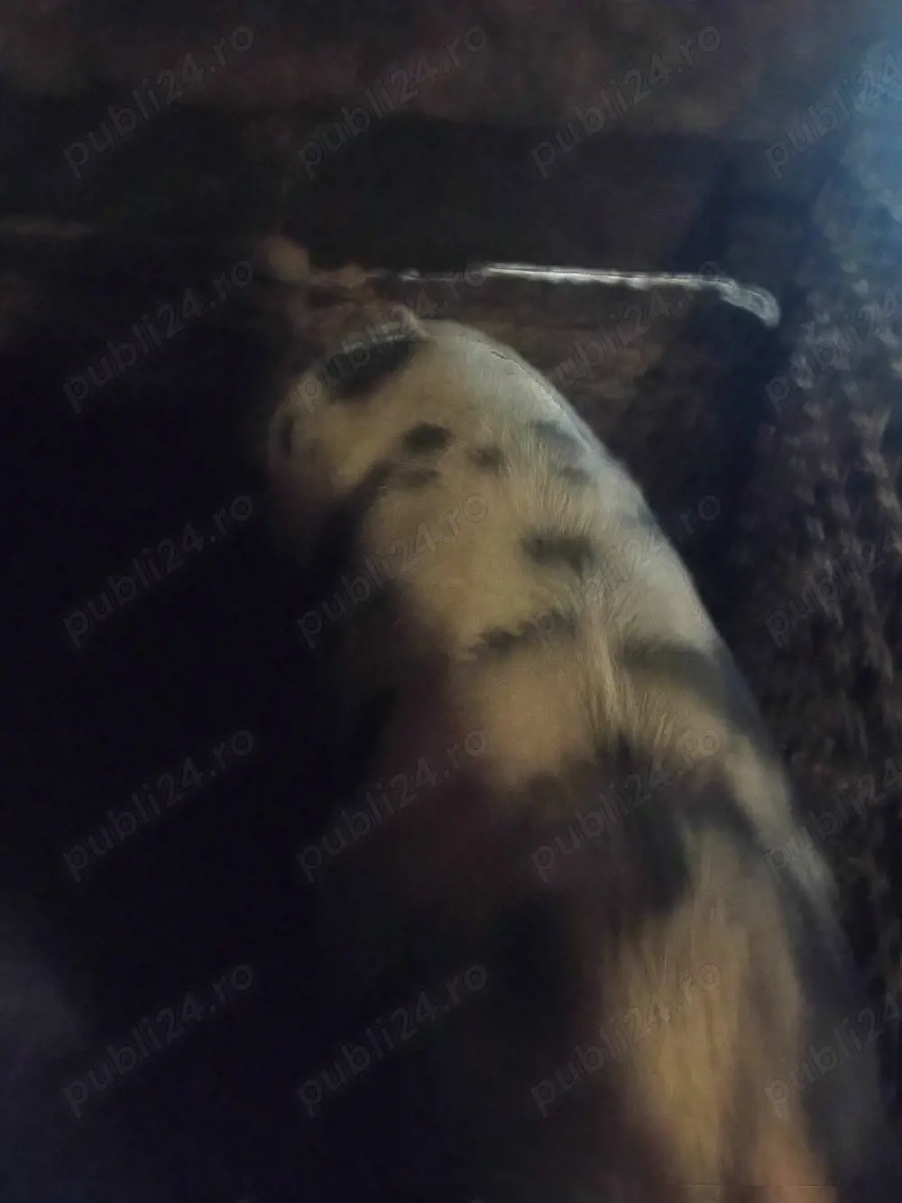 Vînd porc de 150 kg