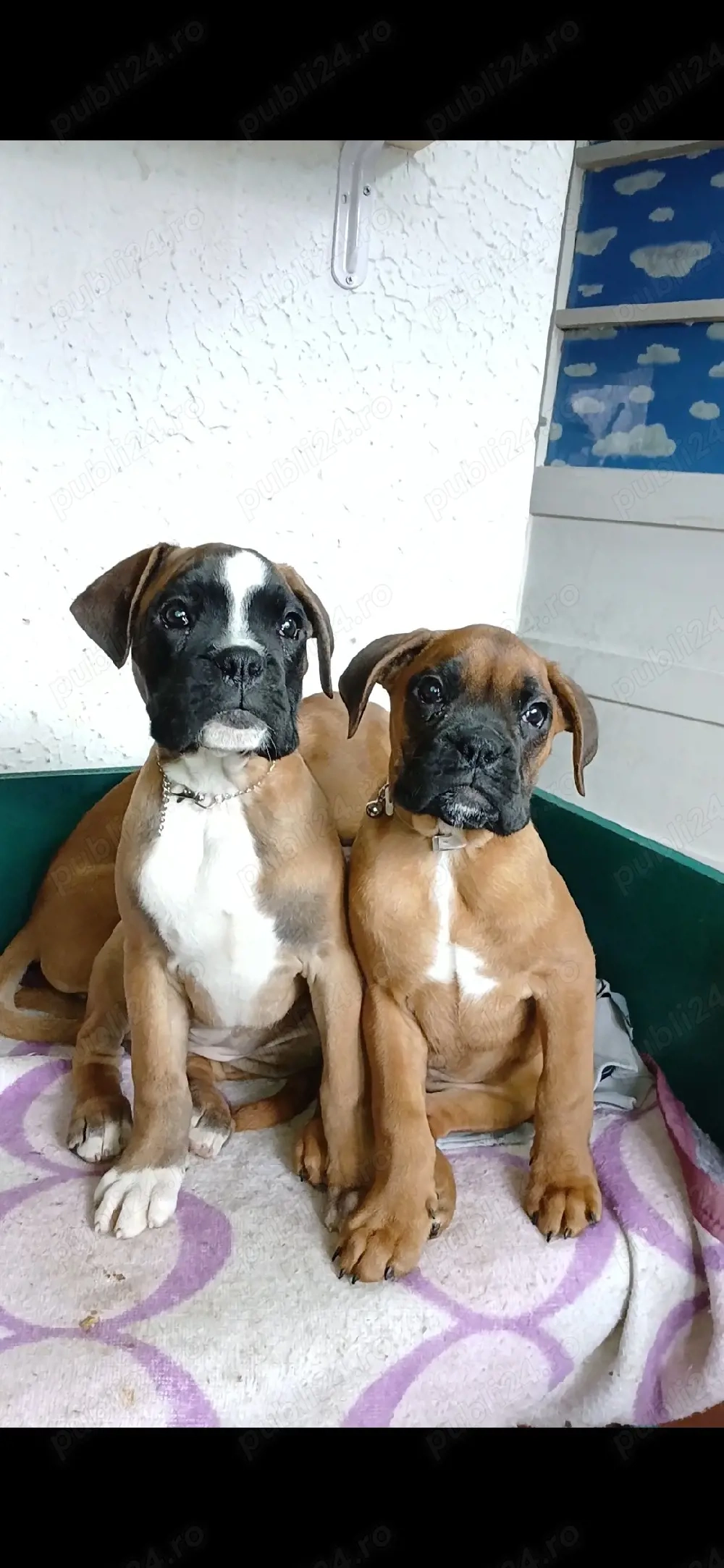 pui boxer german gold