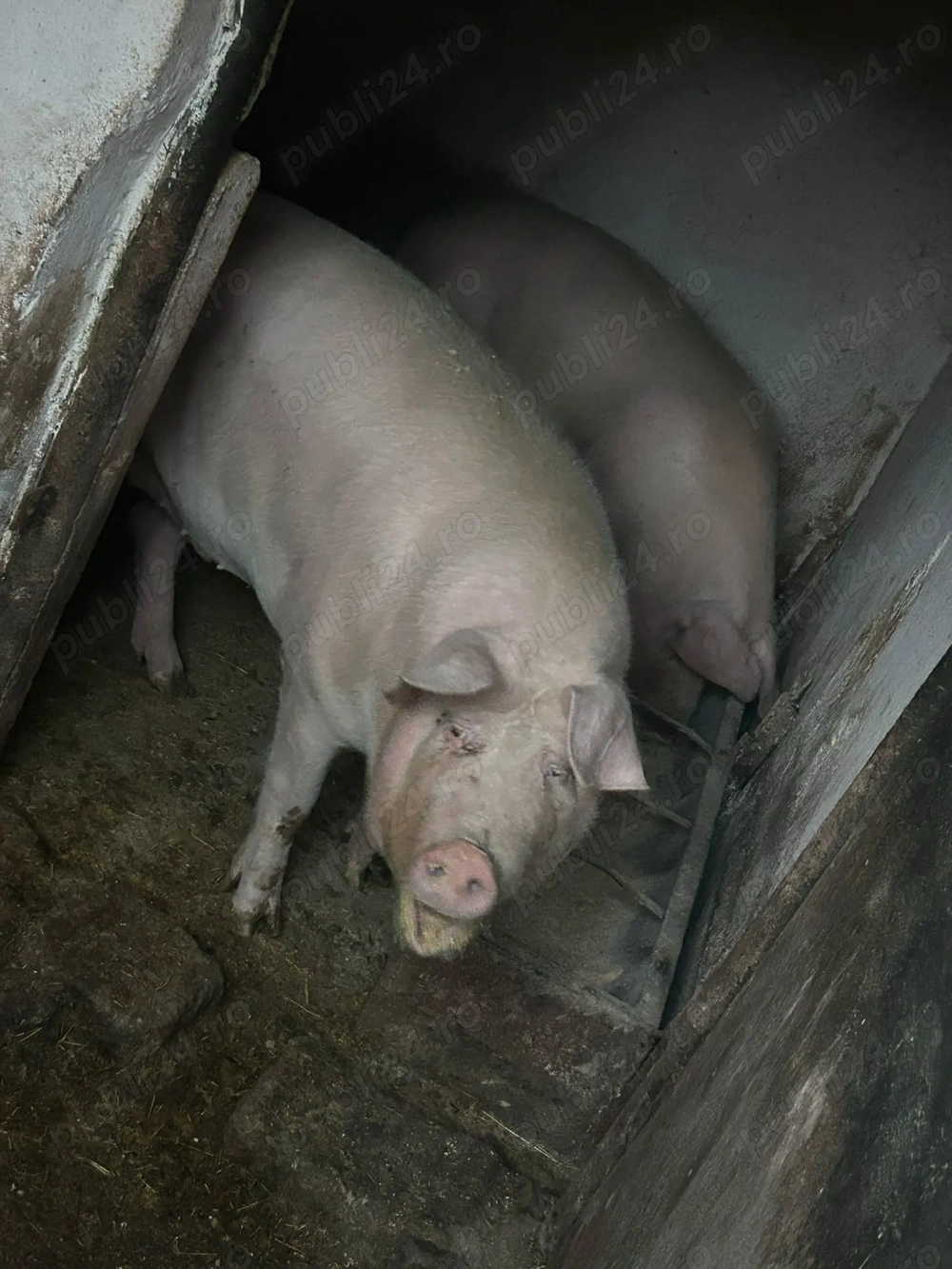 Vând porc de 185 de kg cu 12 lei negociabil kg