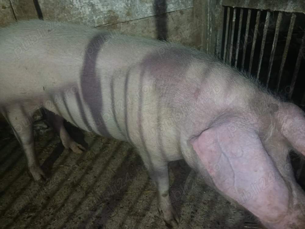 Porc de vânzare caras Severin 