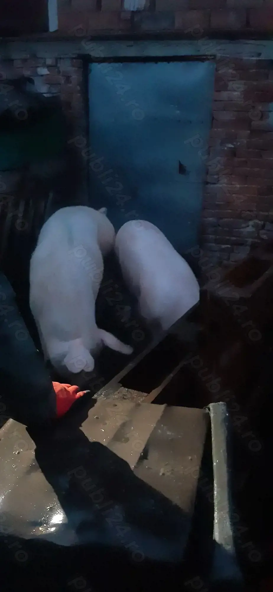 Vand vier marele alb