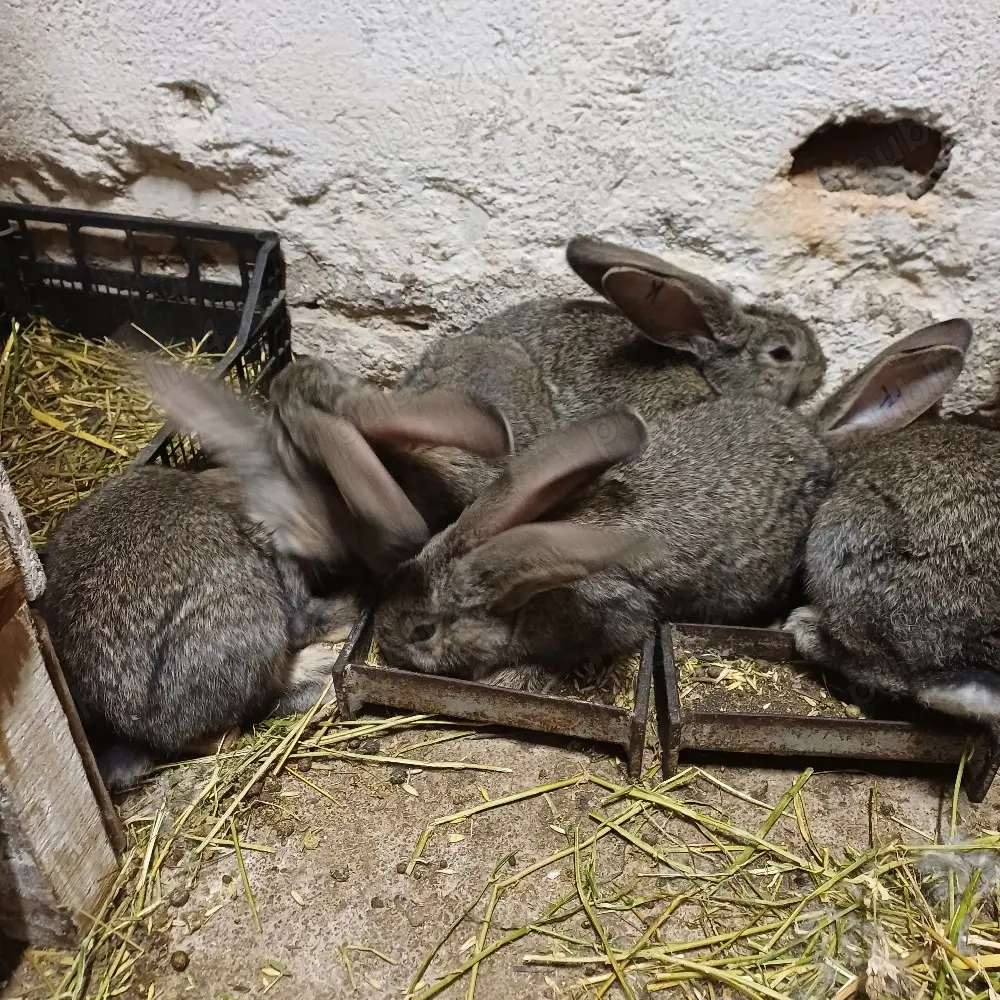 Vând iepuri urias german