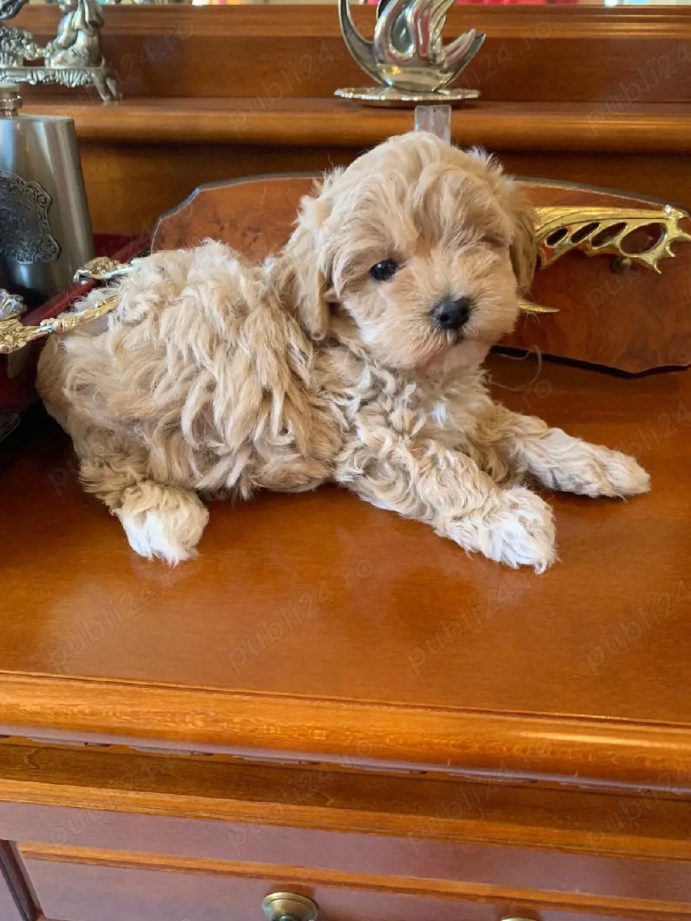 maltipoo fetiță si baiat