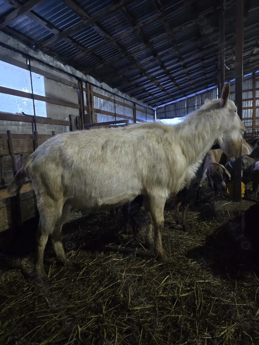 Schimb vand tapi Sannen si Anglo-nubieni