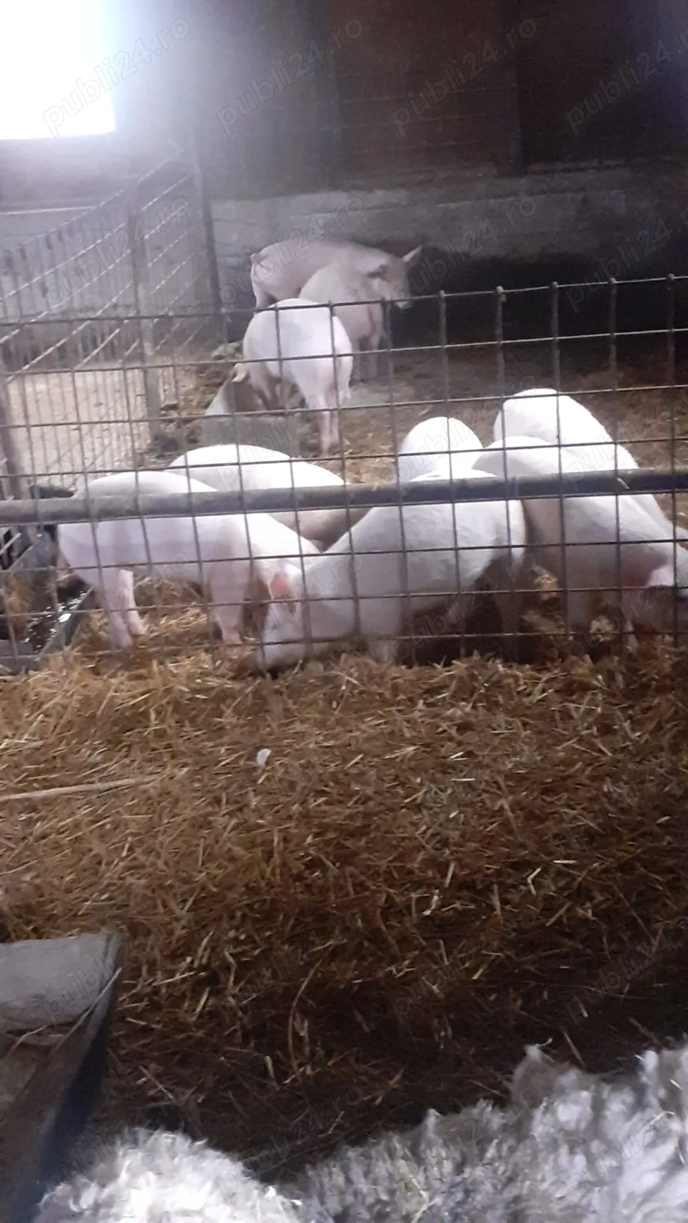 Purcei de vanzare, marele alb