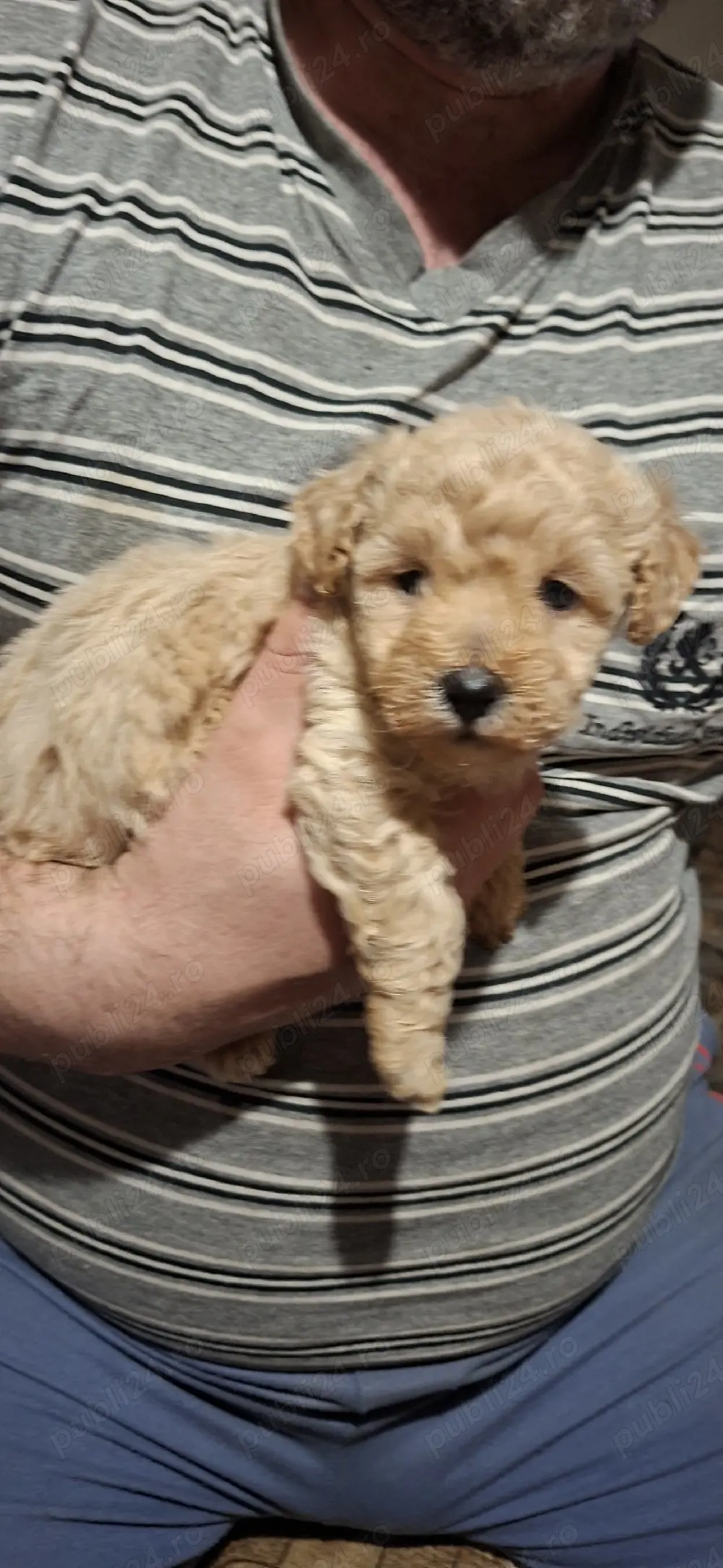 Maltipoo fetita si baietel