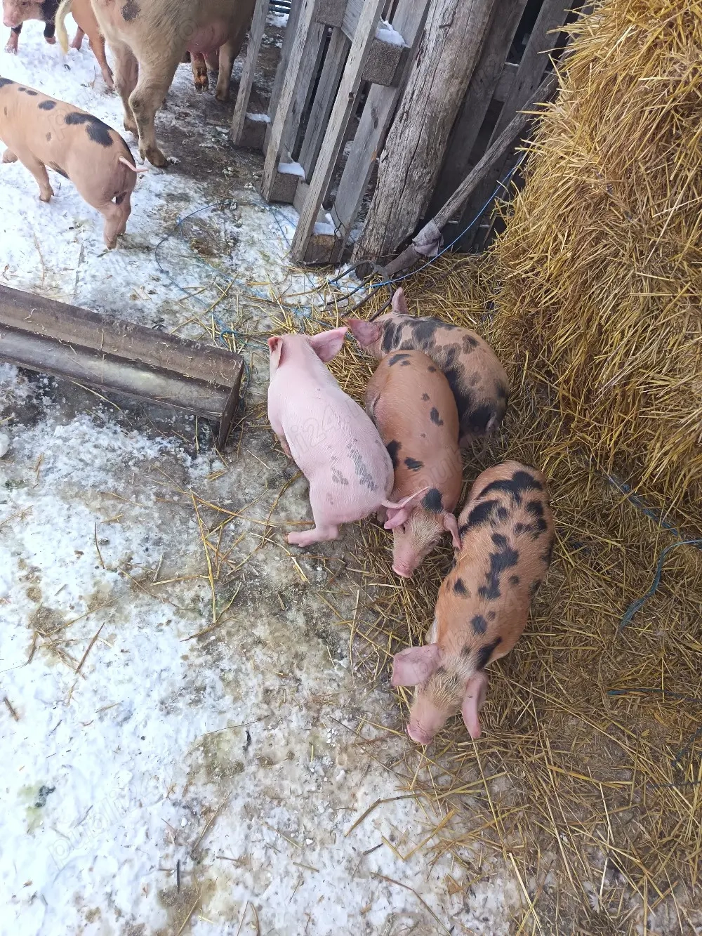 vand purcei 11 saptamani disponibil 3 scrofite