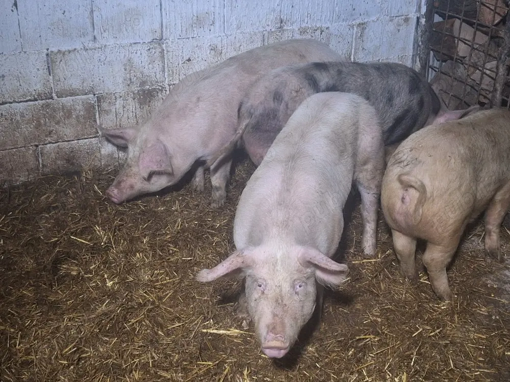 de vanzare porci de carne la 110 kg 