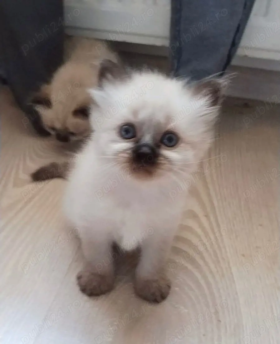 pui pisica birmaneza 