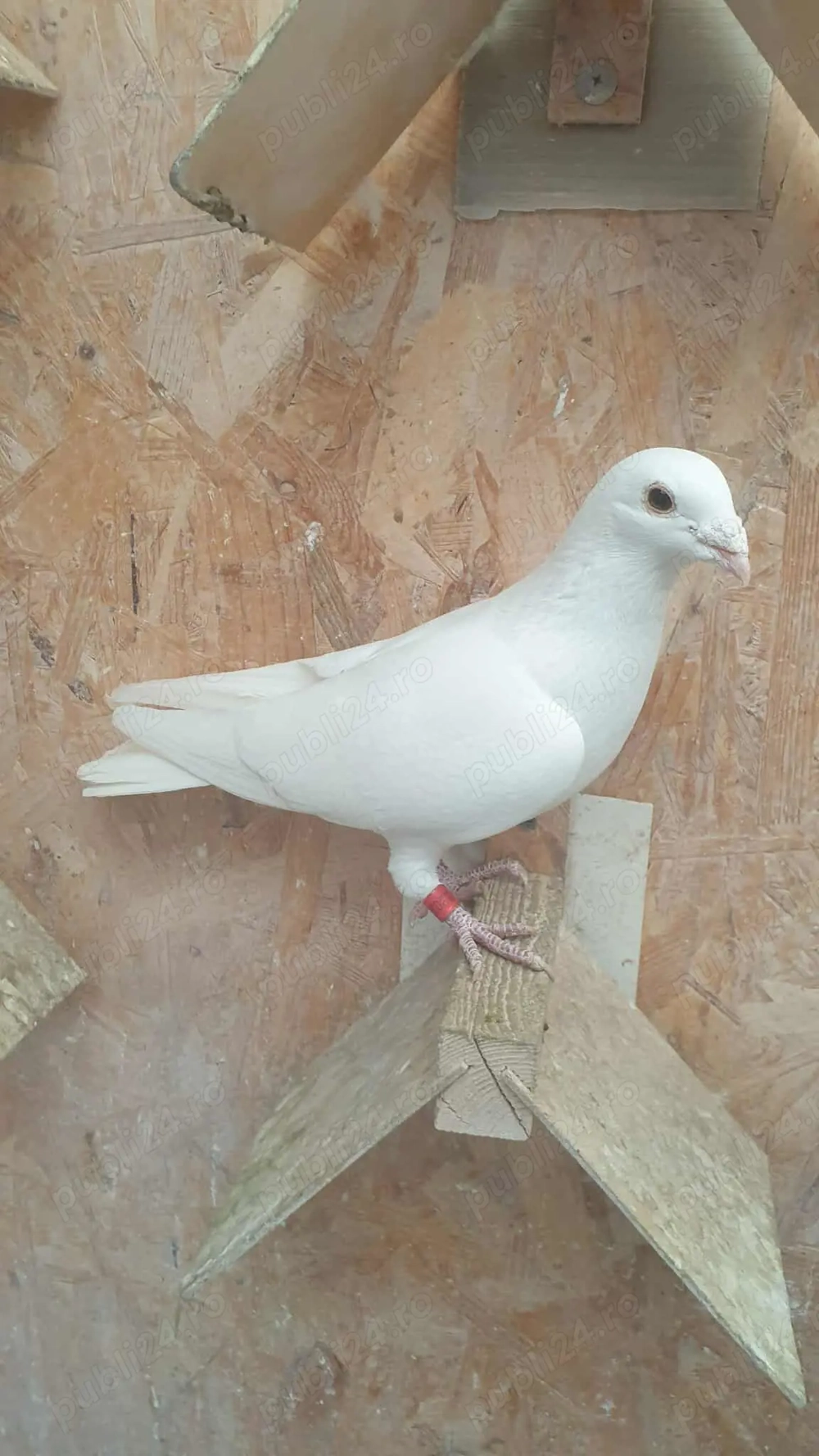 Ocazie! Vand doua femele voiajor albe sport, deparazitate, sanatoase!