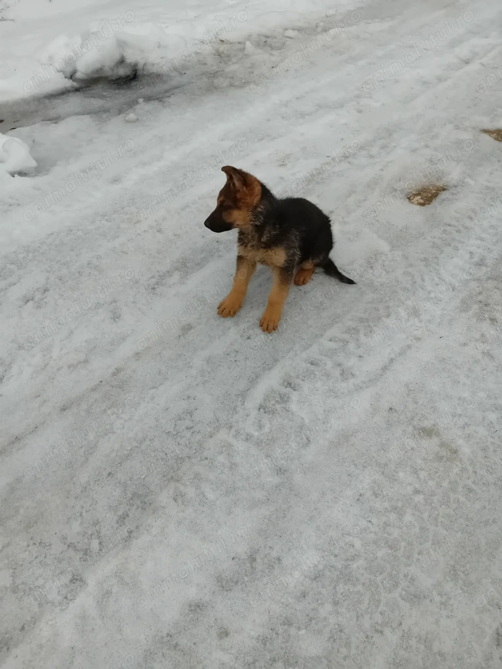 Pui, femela si mascul ciobanesc german 