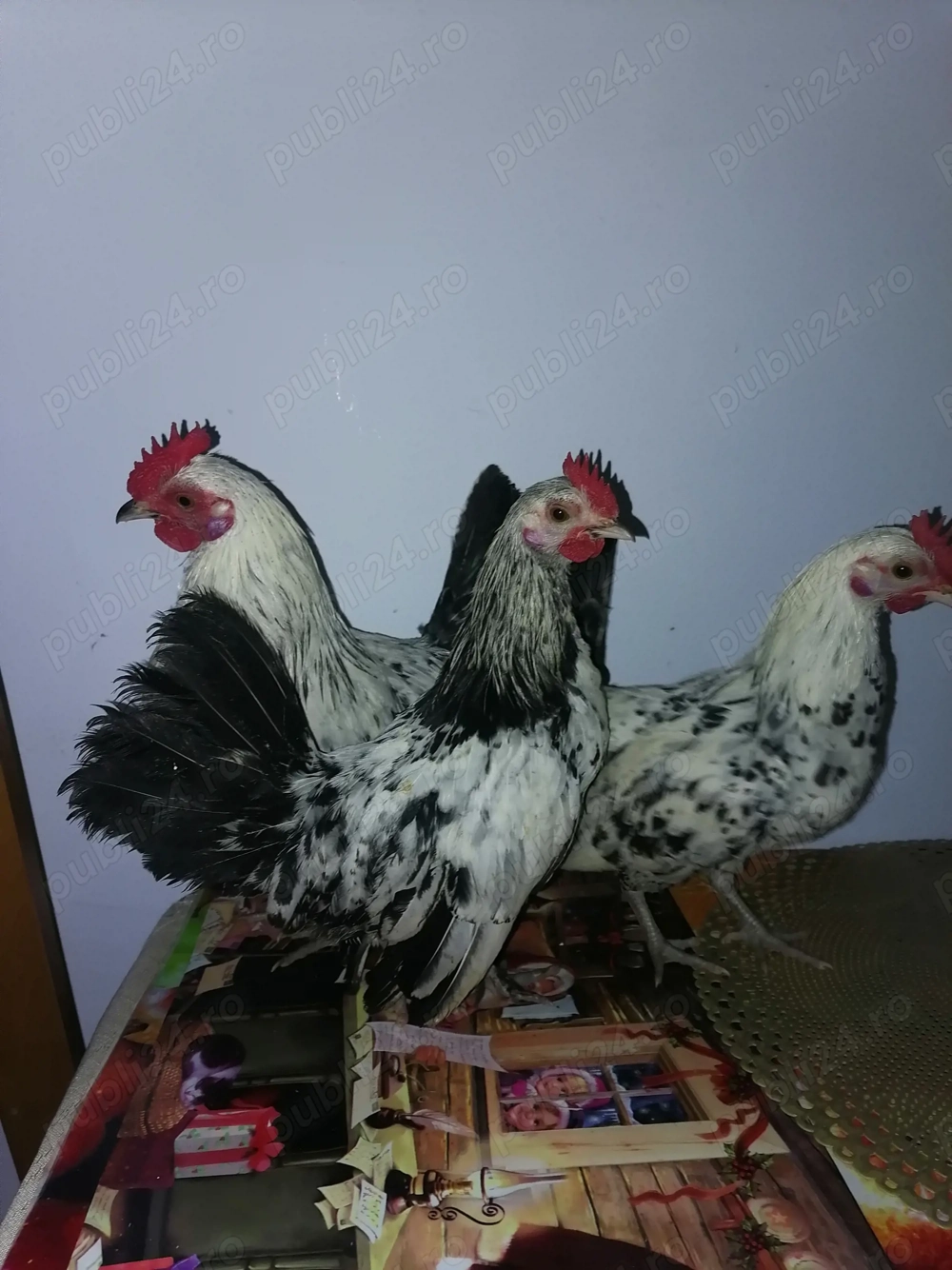 Vând 4 cocoșei pitici și doua perechi de voiajori sport! 