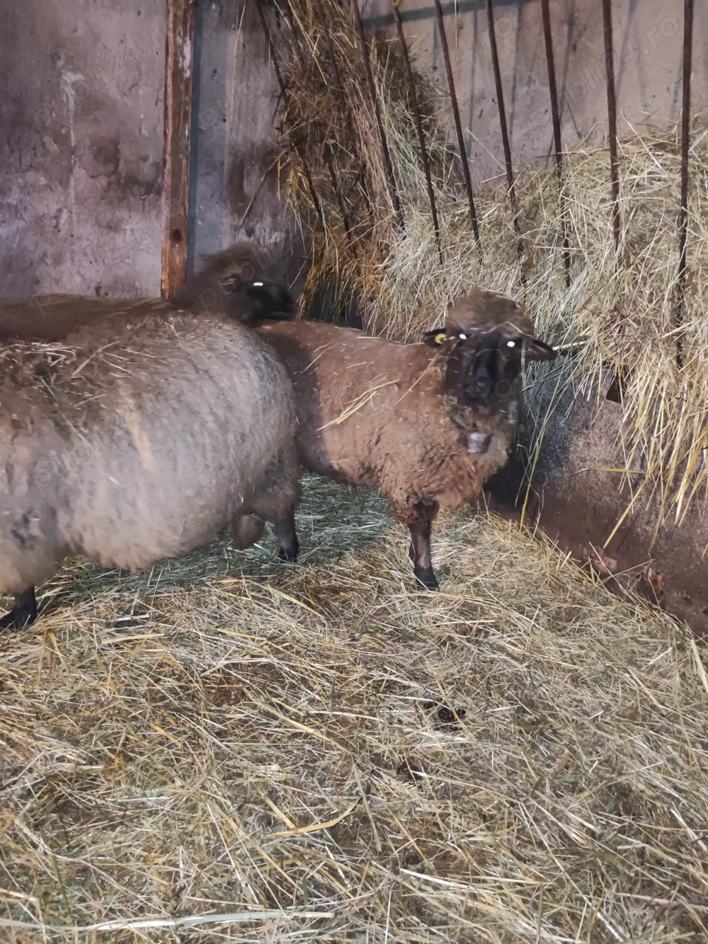 Se vând oi gestante 