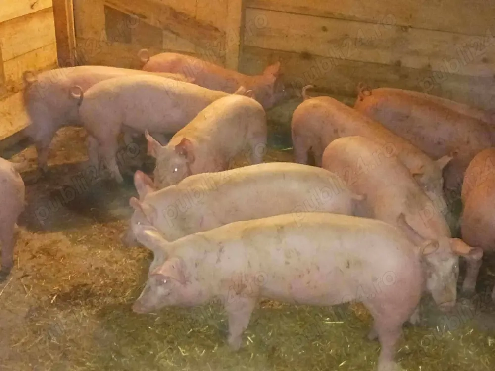 vând soldani 35-40  kg,Rasa de calitate Marele Alb &zeiger (masculi castraţi 